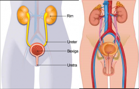 Urologia